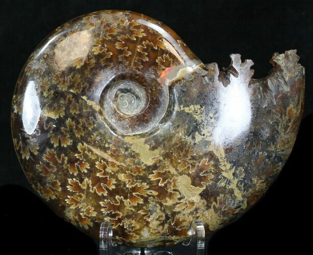 Cleoniceras Ammonite Fossil - Madagascar #32558